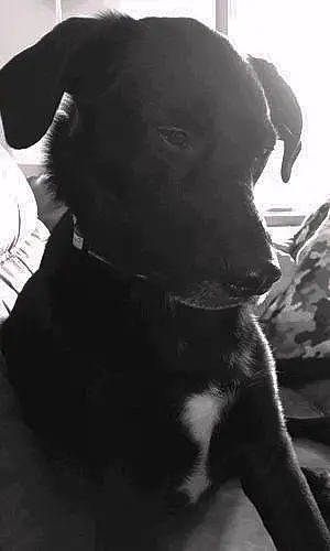 Name Labrador Retriever Dog Ollie