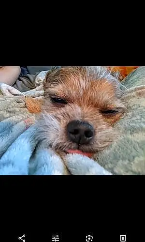 Name Brussels Griffon Dog Chewy