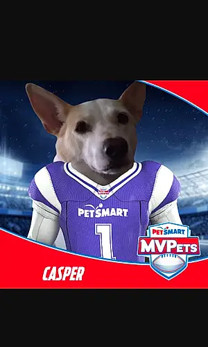 Name Dog Casper