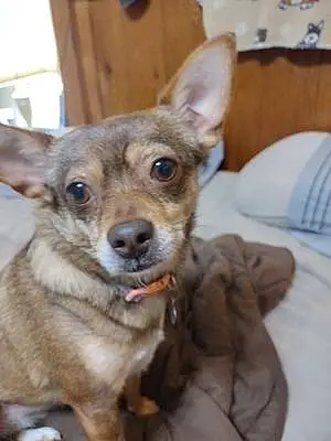 Name Chihuahua Dog Lacey