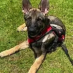 Dog, Dog breed, Carnivore, Collar, Fawn, Working Animal, Snout, Grass, Dog Collar, Companion dog, Dog Supply, Terrestrial Animal, Pet Supply, Canidae, Working Dog, Mexican Hairless Dog, Non-sporting Group, Hunting Dog