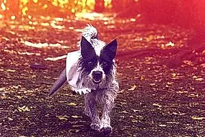 Norfolk Terrier Dog Astro