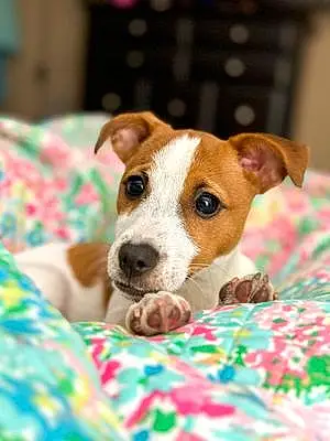 Name Jack Russell Dog Copper
