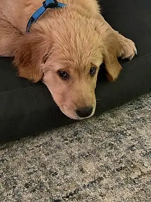 Name Golden Retriever Dog Winston