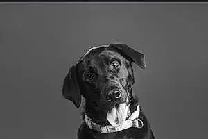 Name Labrador Retriever Dog Winnie