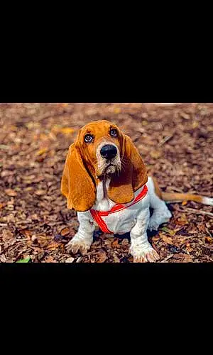 Basset Hound Dog Beau
