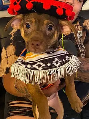 Name Chihuahua Dog Emma