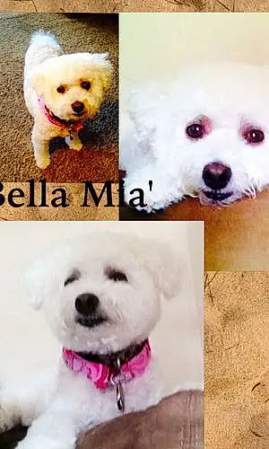 Bichon Frise Dog Bella Mia