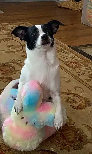 Name Chihuahua Dog Polo