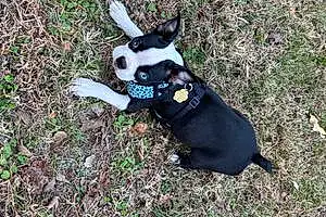 Name Boston terrier Dog Juno