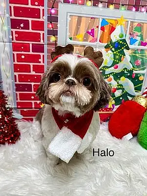 Name Dog Halo