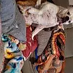 Textile, Dog, Companion dog, Pattern, Furry friends, Dog breed, Flesh, Nail, Human Leg, Guard Dog, Wool