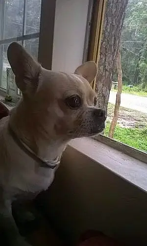 Name Chihuahua Dog Shadow