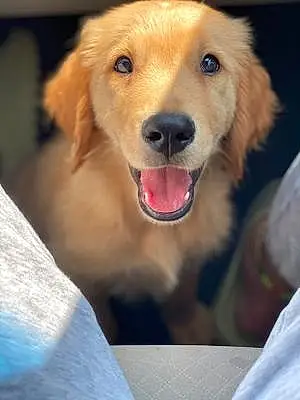 Name Golden Retriever Dog Mylo