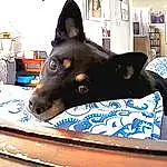 Dog, Dog breed, Felidae, Carnivore, Working Animal, Comfort, Companion dog, Small To Medium-sized Cats, Whiskers, Picture Frame, Herding Dog, Shelf, Room, Terrestrial Animal, Bookcase, Furry friends, Black Norwegian Elkhound