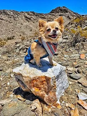Name Chihuahua Dog Niko