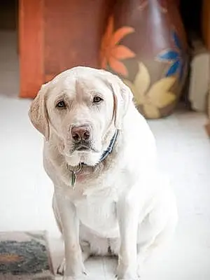 Name Labrador Retriever Dog Jasmine