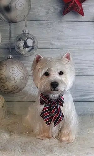 Name West Highland White Terrier Dog Tommy