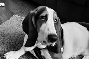 Basset Hound Dog Spotie
