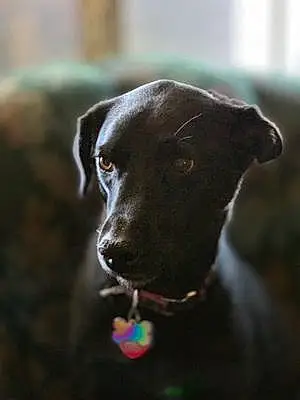 Name Labrador Retriever Dog Jessie