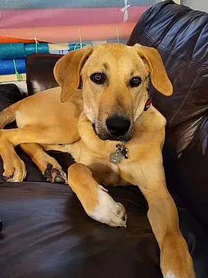 Name Labrador Retriever Dog Samson