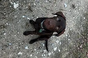 Name Labrador Retriever Dog Arlo