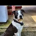 Dog, Dog breed, Carnivore, Collar, Working Animal, Dog Supply, Companion dog, Fawn, Dog Collar, Snout, Pet Supply, Leash, Canidae, Great Dane, Working Dog, Non-sporting Group, Terrestrial Animal, Hunting Dog, Ancient Dog Breeds