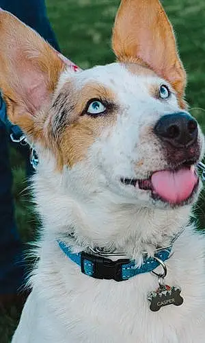 Name Australian cattle dog Dog Casper
