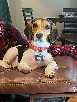 Name Beagle Dog Scout
