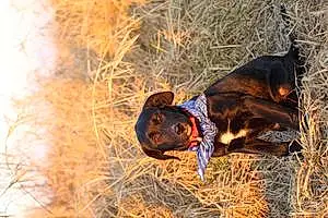 Name Labrador Retriever Dog Remi