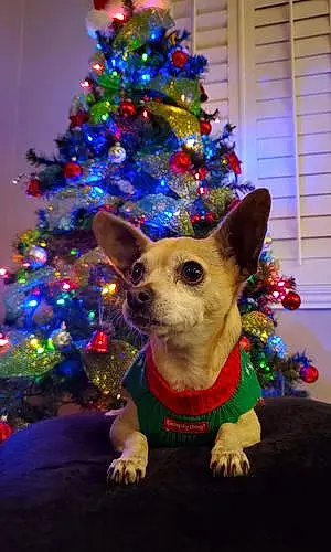 Name Chihuahua Dog Maya