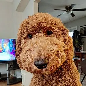 Name Goldendoodle Dog Riley