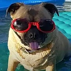 Name Pug Dog Snickers