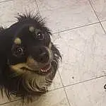 Dog, Dog breed, Carnivore, Companion dog, Whiskers, Snout, Spaniel, Working Animal, Canidae, Paw, Furry friends, Street dog, Tile Flooring, Toy Dog, Herding Dog, Working Dog, Road Surface, Puppy