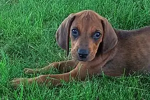Greyhound Dog Rusty