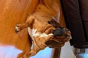 Basset Hound Dog Dixie