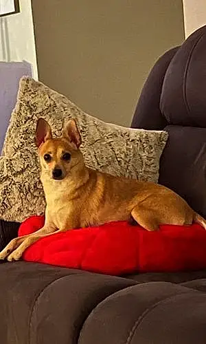 Name Chihuahua Dog Rudy