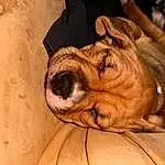 Dog, Carnivore, Ear, Dog breed, Wood, Comfort, Felidae, Fawn, Wrinkle, Whiskers, Companion dog, Snout, Terrestrial Animal, Art, Working Animal, Close-up, Furry friends, Paw, Canidae, Toy Dog
