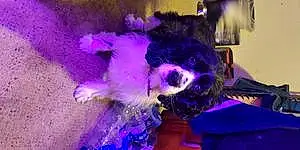 Name Cavalier King Charles Spaniel Dog Elsa