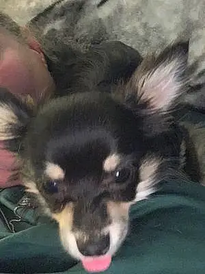 Name Chihuahua Dog Diesel