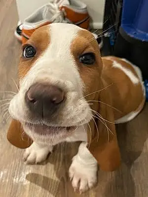 Name Basset Hound Dog Copper