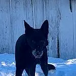 Snow, Dog breed, Carnivore, Felidae, Freezing, Whiskers, Snout, Electric Blue, Winter, Terrestrial Animal, Small To Medium-sized Cats, Tail, Furry friends, Canidae, Carmine, Precipitation, Black Norwegian Elkhound, Non-sporting Group