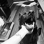 White, Black, Dog, Jaw, Gesture, Smile, Carnivore, Style, Black-and-white, Fang, Monochrome, Snout, Companion dog, Black & White, Dog breed, Felidae, Whiskers, Working Animal, Furry friends, Happy