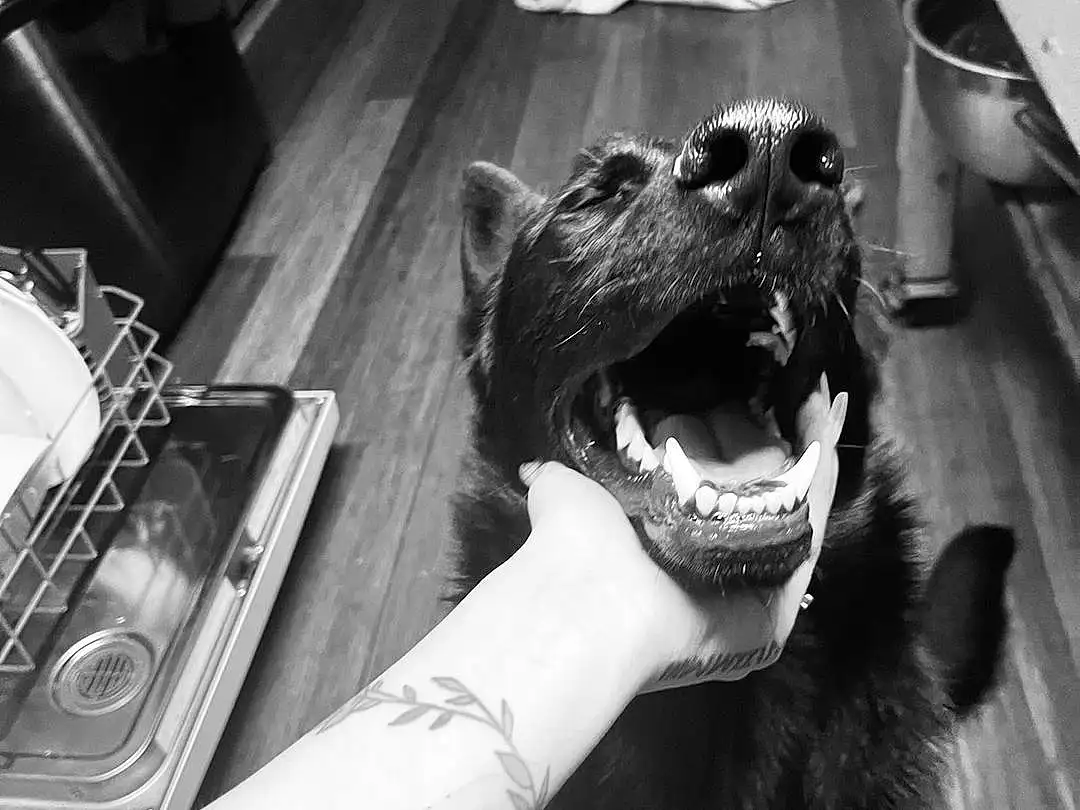 White, Black, Dog, Jaw, Gesture, Smile, Carnivore, Style, Black-and-white, Fang, Monochrome, Snout, Companion dog, Black & White, Dog breed, Felidae, Whiskers, Working Animal, Furry friends, Happy