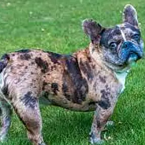 French Bulldog Dog Chloe