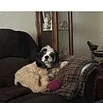 Dog, Furniture, Couch, Dog Supply, Dog breed, Comfort, Grey, Carnivore, Companion dog, Living Room, Working Animal, Studio Couch, Toy Dog, Pet Supply, Door, Rectangle, House, Furry friends, Pattern