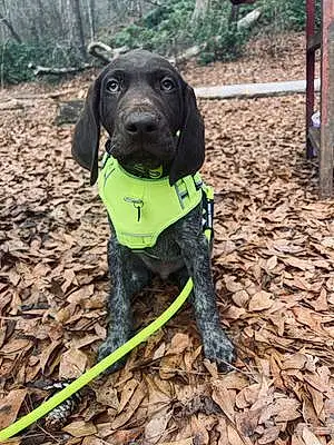 Name German shorthaired pointer Dog Clyde