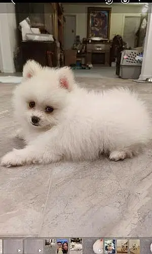 Pomeranian Dog Bao Bao