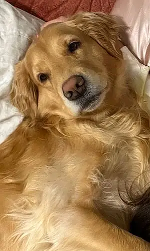Name Golden Retriever Dog Cali