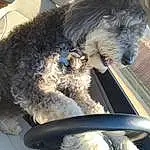 Dog, Carnivore, Dog breed, Companion dog, Water Dog, Snout, Terrier, Toy Dog, Furry friends, Vroom Vroom, Windshield, Comfort, Canidae, Car Seat, Vehicle Door, Small Terrier, Glass, Collar, Auto Part